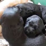 子犬