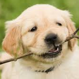 子犬