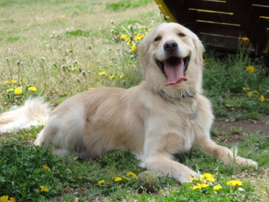 ゴールデンレトリバーはどんな犬？ ペット・トライアングル