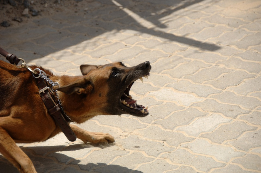 犬の問題行動－「吠える」の対処方法