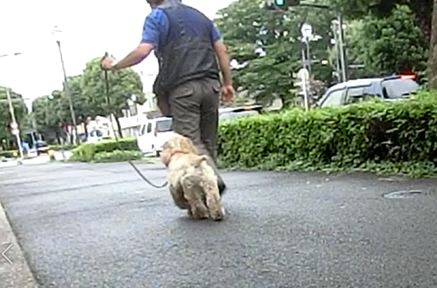 愛犬のしつけ、リーダーウォークトレーニングをしておけば防げたかもしれない事故