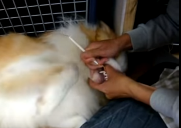 犬の歯磨き方法、どうやるか？