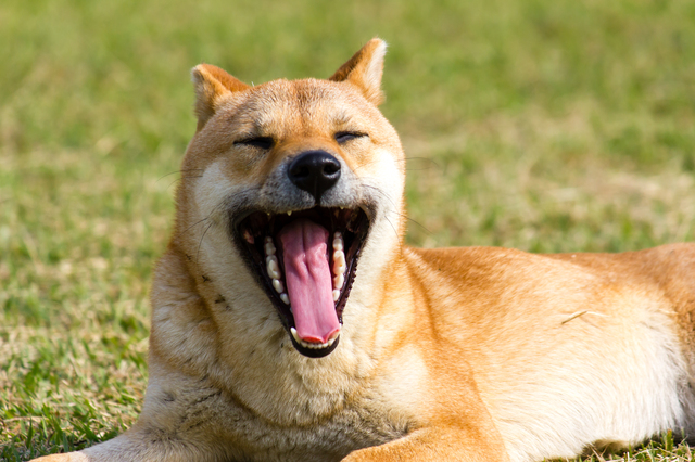 愛犬へあくびがよくうつるのは、愛犬との絆が強い証拠！？