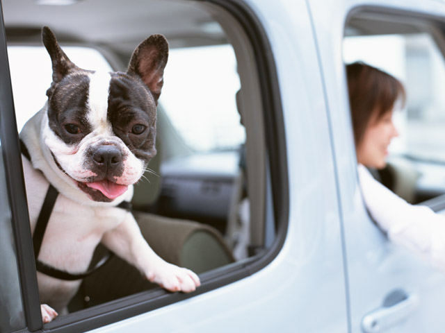 猛暑も過ぎたし、でも犬の車での留守番には要注意！